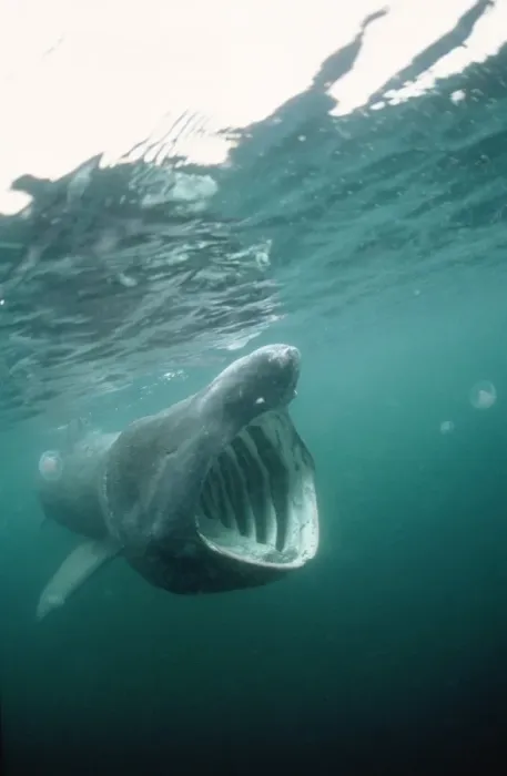 Framed Print : Basking Shark - Isle of Man Framed Print : Basking Shark - Isle of Man