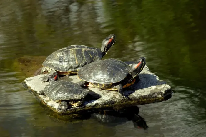 Framed Print : Basking turtles - Botanical Gardens, Las Palmas, Gran Canaria. February. Characteristically raising their heads to the warm sunshine Framed Print : Basking turtles - Botanical Gardens, Las Palmas, Gran Canaria. February. Characteristically raising their heads to the warm sunshine