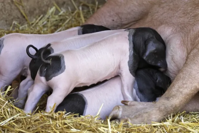 Framed Print : Basque Pig- f7 day old piglets suckling. France Framed Print : Basque Pig- f7 day old piglets suckling. France