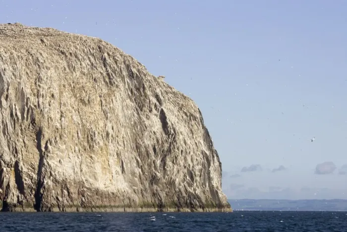 Framed Print : Bass Rock & Gannets In flight around the Bass Rock Scotland