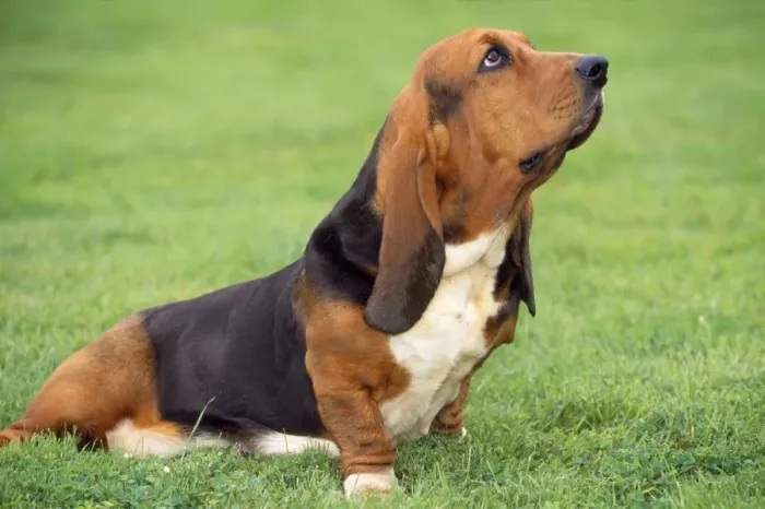 Framed Print : Basset Hound Dog Framed Print : Basset Hound Dog