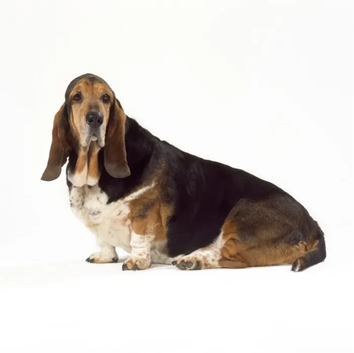 Framed Print : Basset Hound Dog Framed Print : Basset Hound Dog
