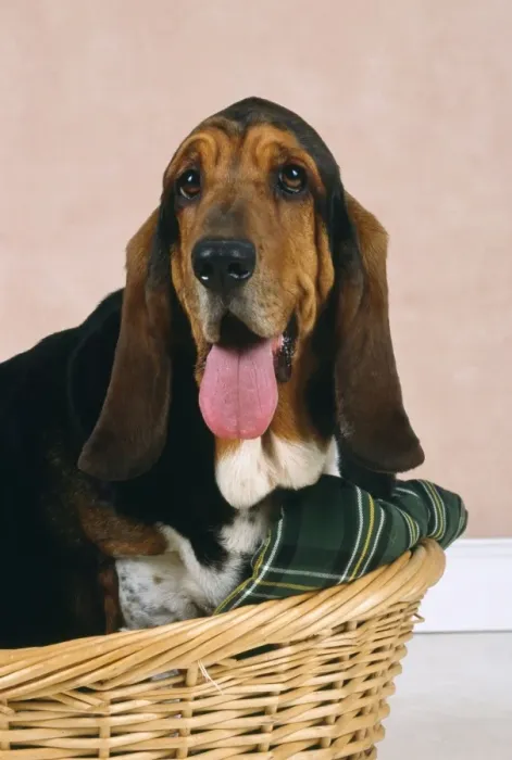 Framed Print : Basset Hound Dog - in basket Framed Print : Basset Hound Dog - in basket