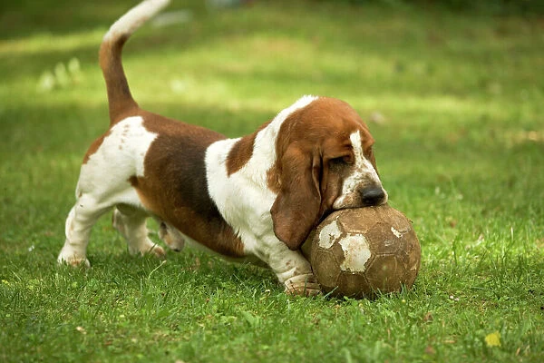 Basset Hound - playing with football