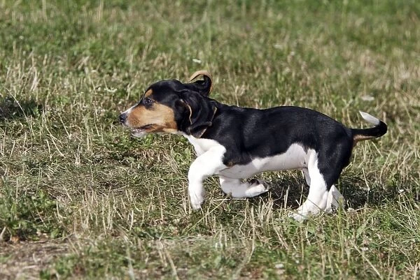 Basset Hound - puppies running