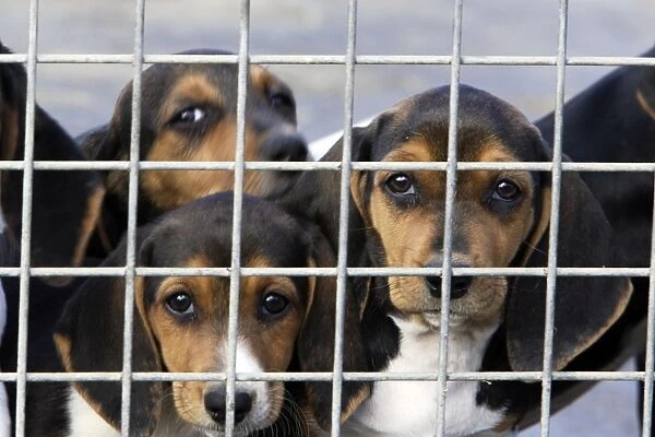 Basset Hound - puppies behind wire