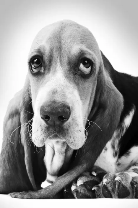 Framed Print : Basset Hound - puppy Digital Manipulation: B&W Framed Print : Basset Hound - puppy Digital Manipulation: B&W