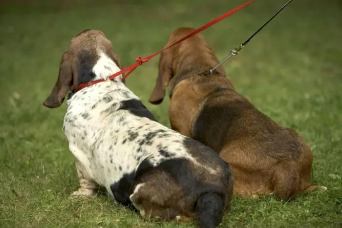 Framed Print : Basset Hound - back view on leads
