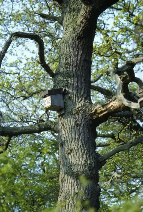 Framed Print : Bat Box - on tree Framed Print : Bat Box - on tree