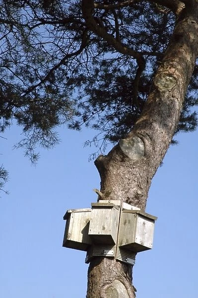 Bat boxes set up to offer a range of exposures to the warmth of the Sun