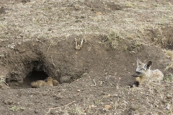 Bat-eared fox - with 15 day old pups at den. Maasai Mara Reserve - Kenya