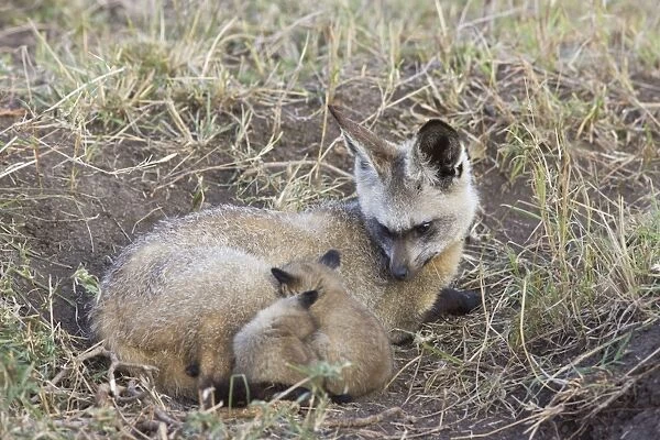 Bat-eared fox - with 4 week old pups. Maasai Mara Reserve - Kenya