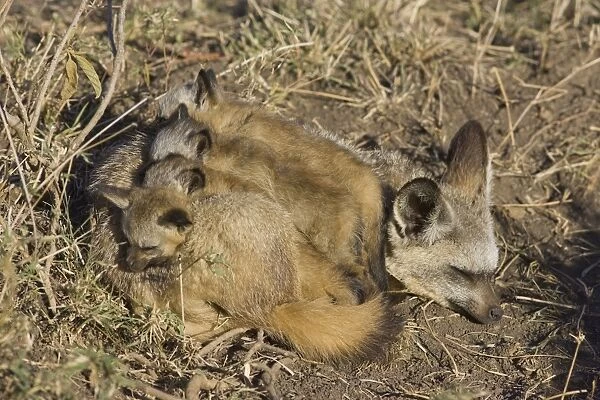 Bat-eared fox - with 5 week old pups at den sleeping. Maasai Mara Reserve - Kenya