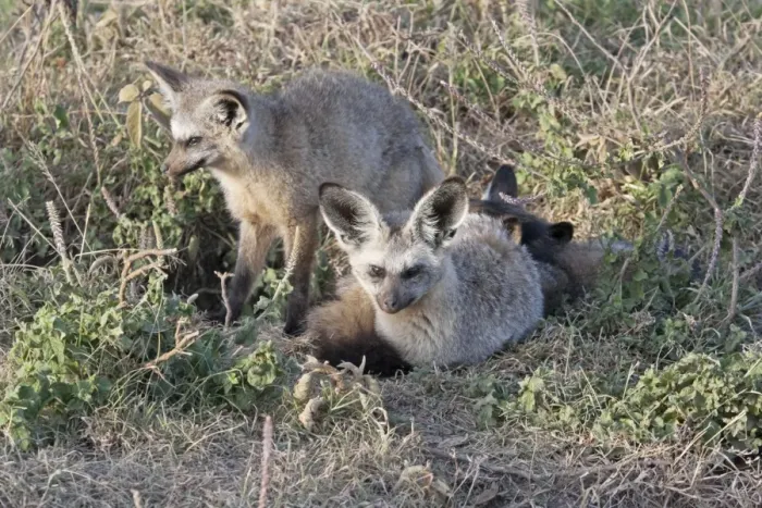 Framed Print : Bat Eared Fox - By burrow on open plains - Maasai Mara North Reserve Kenya Framed Print : Bat Eared Fox - By burrow on open plains - Maasai Mara North Reserve Kenya