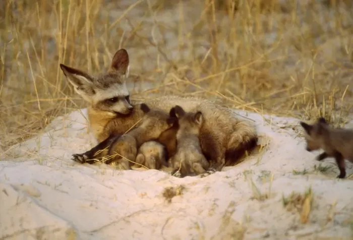 Framed Print : Bat-eared Fox CRH 955 Suckles her cubs at dusk Moremi, Botswana Otocyon megalotis © Chris Harvey / ardea. com Framed Print : Bat-eared Fox CRH 955 Suckles her cubs at dusk Moremi, Botswana Otocyon megalotis © Chris Harvey / ardea. com
