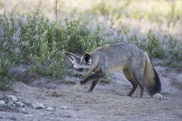 Bat-eared fox - Digging for termites and dung beetle larvae. Ngorongoro Conservation Area - Tanzania