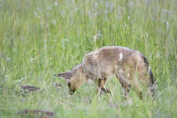 Bat-eared fox - Foraging for insects. Maasai Mara Reserve - Kenya