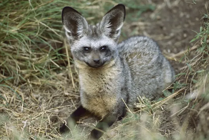 Framed Print : Bat-eared Fox - Kenya JFL04643 Framed Print : Bat-eared Fox - Kenya JFL04643