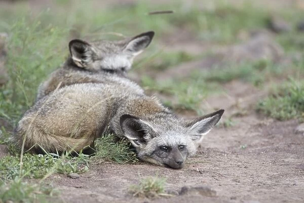 Bat-eared fox. Maasai Mara Reserve - Kenya