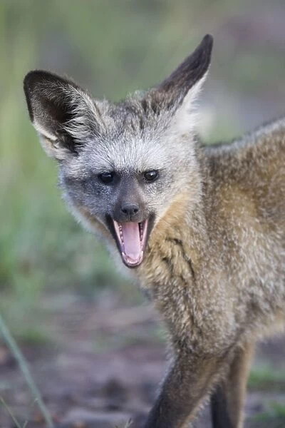 Bat-eared fox. Maasai Mara Reserve - Kenya