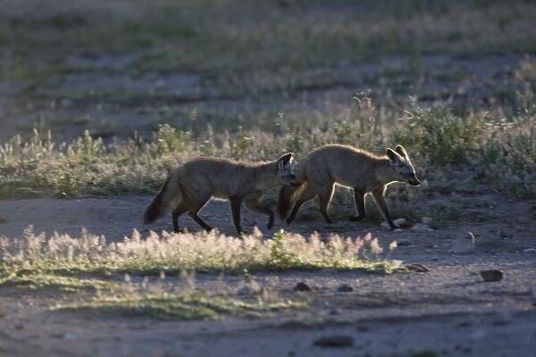 Bat-eared fox. Ngorongoro Conservation Area - Tanzania