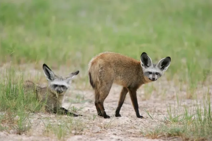 Framed Print : Bat-eared Fox - Pair - Hwange National Park, Zimbabwe, Africa Framed Print : Bat-eared Fox - Pair - Hwange National Park, Zimbabwe, Africa