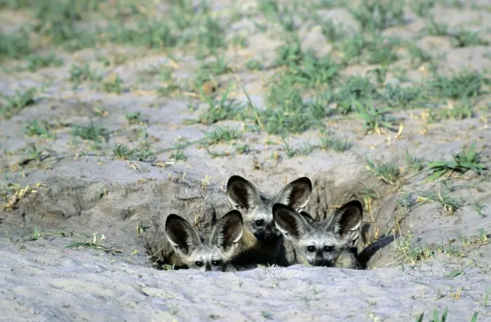 Framed Print : Bat-eared Fox - puppies - Chobe National Park - Botswana - Africa