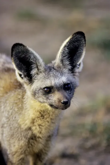 Framed Print : Bat-eared Fox Serengeti National Park, Tanzania. 3MW125 Framed Print : Bat-eared Fox Serengeti National Park, Tanzania. 3MW125
