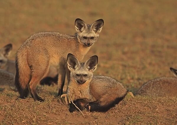 Bat eared Foxes - young - Tanzania