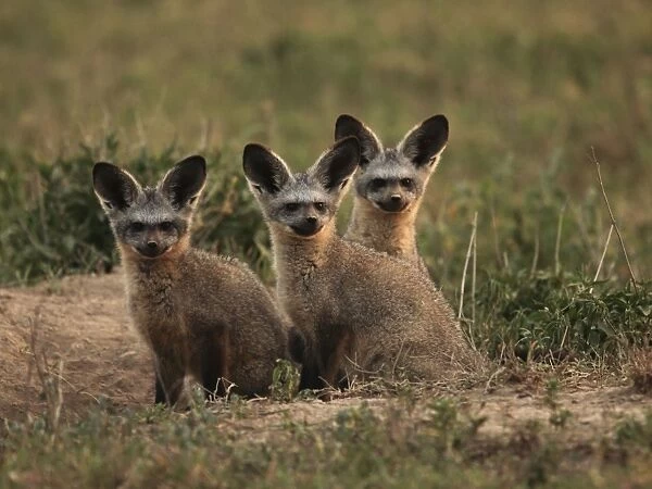 Bat eared Foxes - young - Tanzania