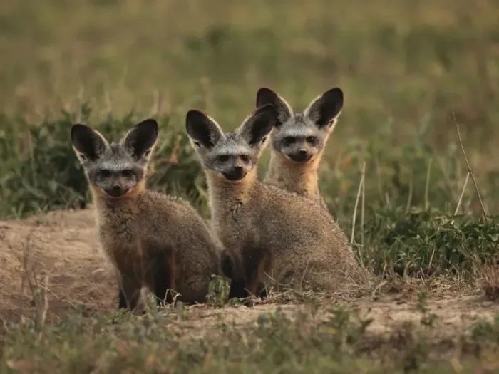 Framed Print : Bat eared Foxes - young - Tanzania Framed Print : Bat eared Foxes - young - Tanzania
