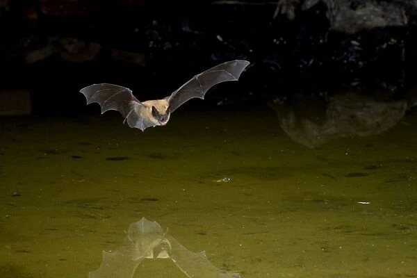 Bat - in flight hunting insects over farm pond in April in Texas - USA