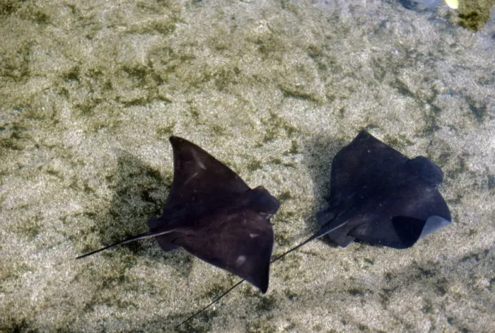 Framed Print : Bat Ray. KF-8982. BAT RAYS. Myliobatis californicus. Kenneth W Fink.