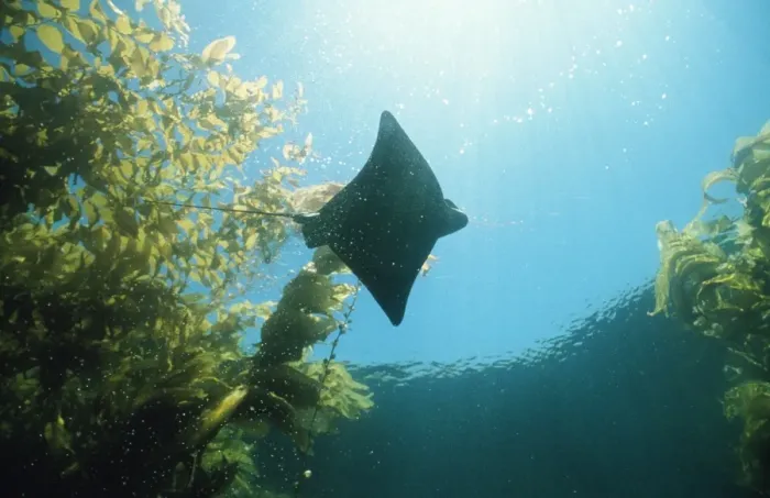 Framed Print : Bat Ray - in kelp Channel Islands California, USA Framed Print : Bat Ray - in kelp Channel Islands California, USA