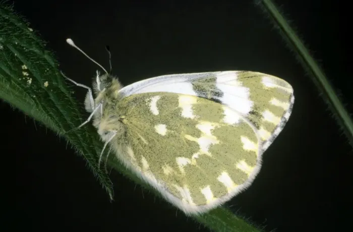 Framed Print : Bath White Butterfly Framed Print : Bath White Butterfly