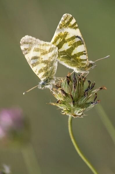 Bath White Butterfly - couple copulating