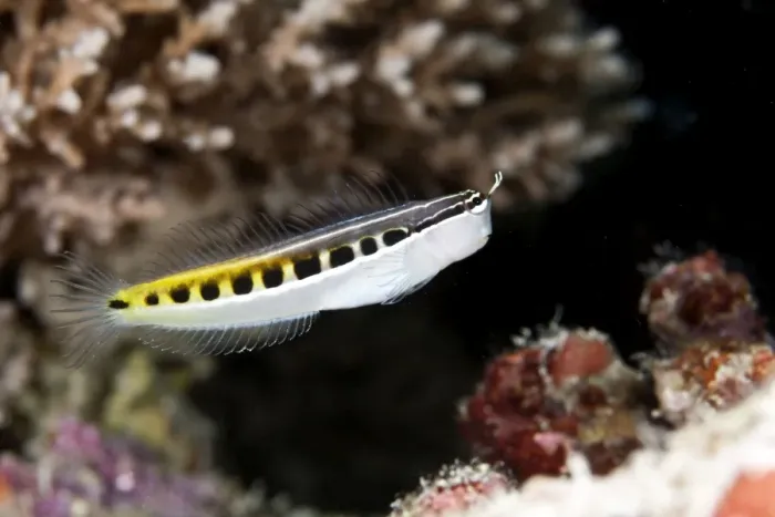 Framed Print : Bath's Comb-tooth / Linear Blenny - Maldives Framed Print : Bath's Comb-tooth / Linear Blenny - Maldives