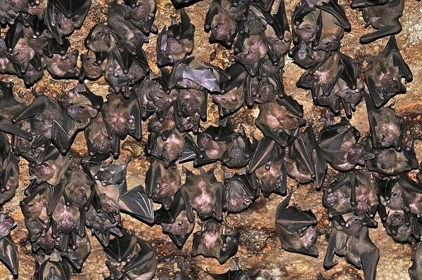 Bats - inside Ankarana cave - Ankarana National Park - Northern Madagascar