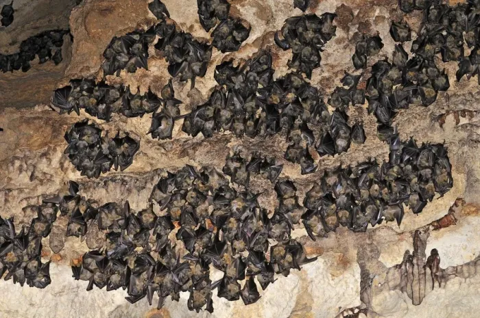 Framed Print : Bats - inside Ankarana cave - Ankarana National Park - Northern Madagascar Framed Print : Bats - inside Ankarana cave - Ankarana National Park - Northern Madagascar