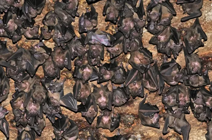 Framed Print : Bats - inside Ankarana cave - Ankarana National Park - Northern Madagascar Framed Print : Bats - inside Ankarana cave - Ankarana National Park - Northern Madagascar
