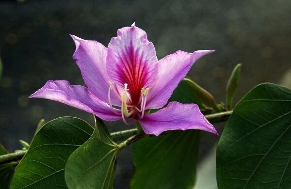 Bauhinia - Small town garden in Gran Canaria. The flower of this deciduous tree. February
