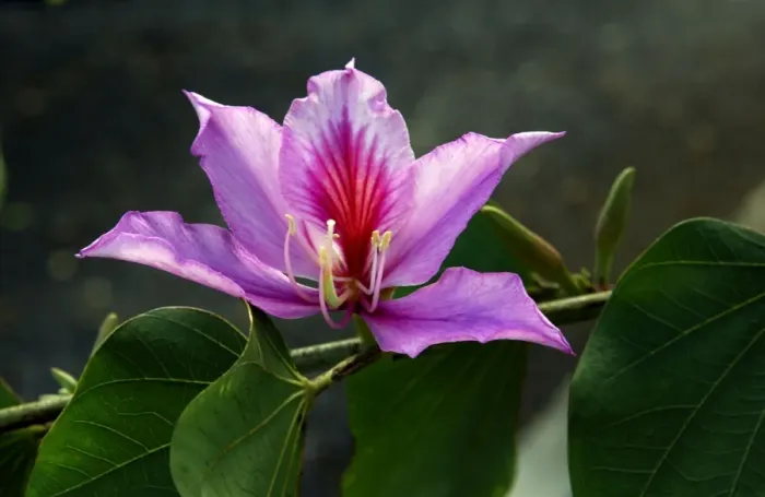 Framed Print : Bauhinia - Small town garden in Gran Canaria. The flower of this deciduous tree. February Framed Print : Bauhinia - Small town garden in Gran Canaria. The flower of this deciduous tree. February