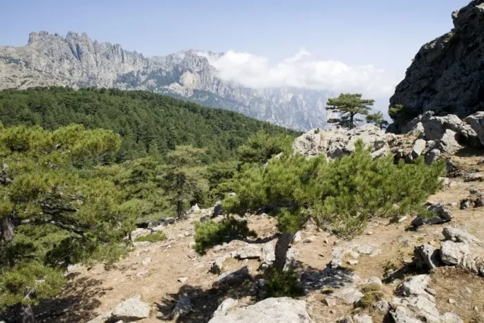 Framed Print : Bavella Needles and forest - South Corsica Framed Print : Bavella Needles and forest - South Corsica