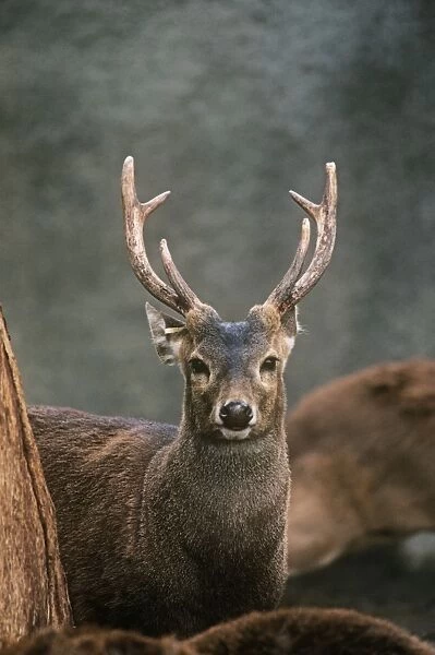 Bawean  /  Kuhl's Deer - male