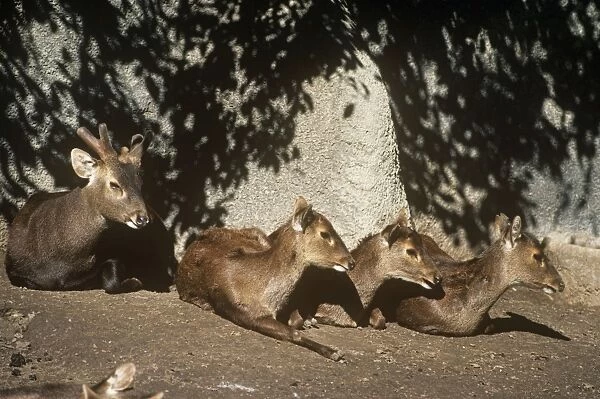 Bawean  /  Kuhl's Deer - male (left) and female deer resting