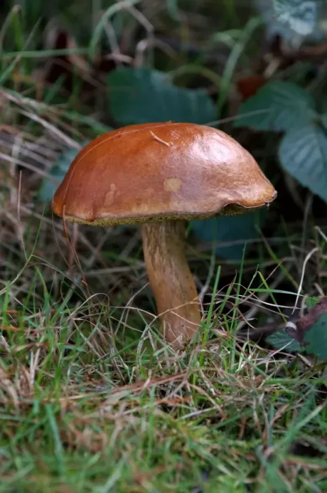 Framed Print : Bay Boletus - Habitat - mixed woods in East Sussex, UK. Good to eat and usually without maggots. October Framed Print : Bay Boletus - Habitat - mixed woods in East Sussex, UK. Good to eat and usually without maggots. October
