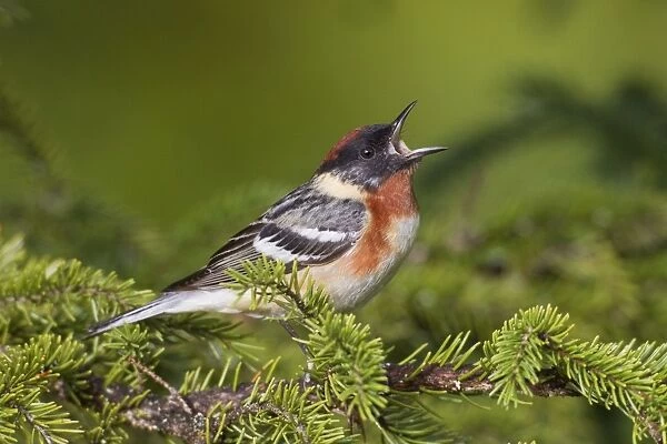 Bay-breasted Warbler. Adult male in breeding plumage on breeding territory. June in Northern Maine, USA