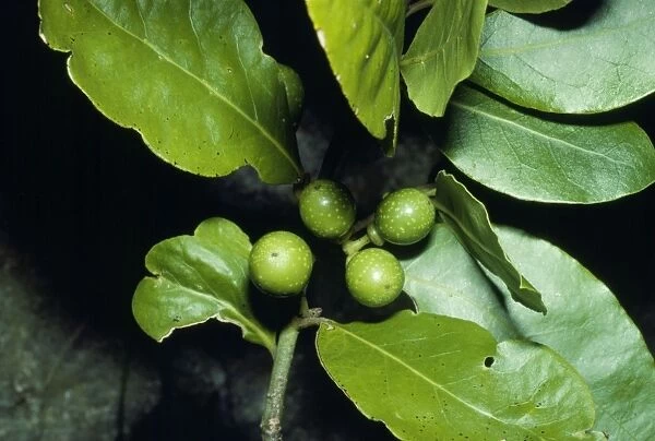 Bay-tree - with unripe berries