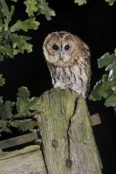 BB-1604. tawny owl - on gate post - hunting. Bedfordshire uk