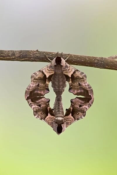 BB-2476. Eyed Hawk Moth - pair mating - Bedfordshire UK. 13007